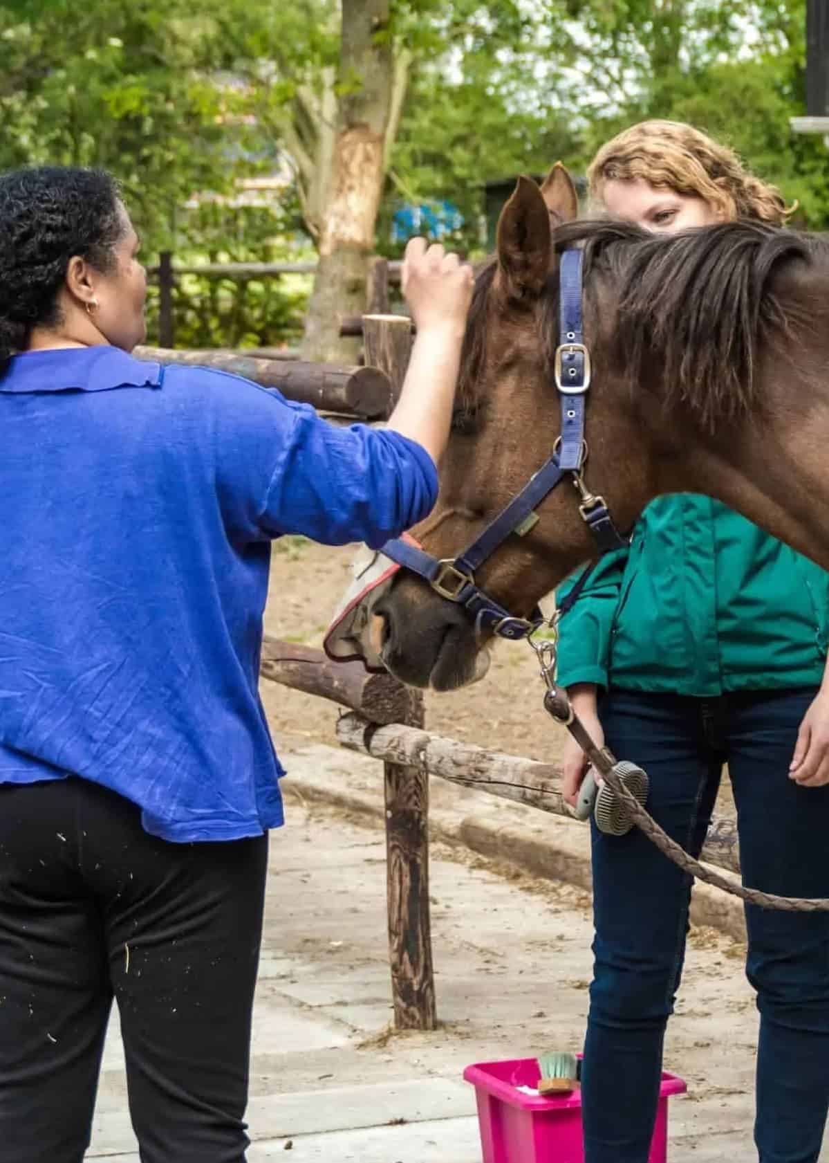 Vorm van paardencoaching met behulp van paarden